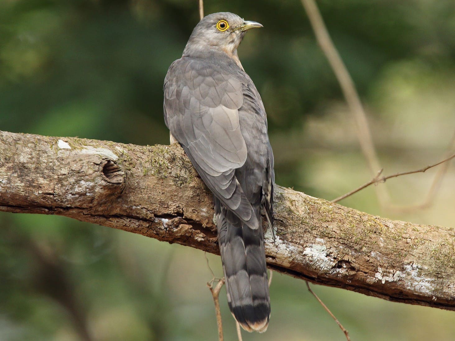 Common Hawk-Cuckoo